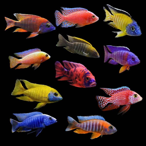 Cichlid TE Diversification