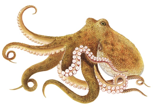 Paper submitted! – “Biological implications of a detailed repeat annotation in Octopus vulgaris”